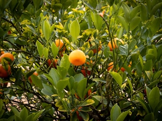 A citrus grove with bright orange and green fruits hanging from branches in warm sunlight