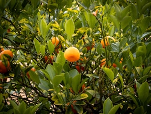 Bright oranges perfect for juicing displayed with green leaves in natural sunlight