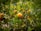 Vibrant orange fruits hang from a lush, green citrus tree surrounded by glossy leaves. The sun illuminates the fruits, creating a natural and lively setting.