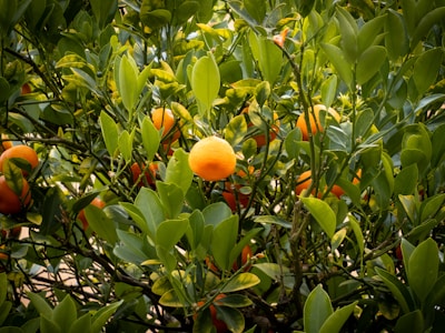 Vibrant orange fruits hang from a lush, green citrus tree surrounded by glossy leaves. The sun illuminates the fruits, creating a natural and lively setting.