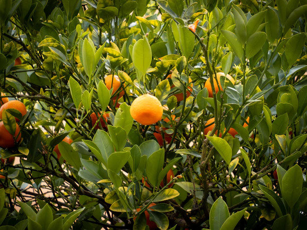 A vibrant field of citrus fruits with droplets of morning dew shining in the sunlight.