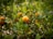 Vibrant orange fruits hang from a lush, green citrus tree surrounded by glossy leaves. The sun illuminates the fruits, creating a natural and lively setting.