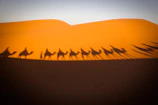 A camel caravan crossing golden dunes at sunset with warm orange hues.