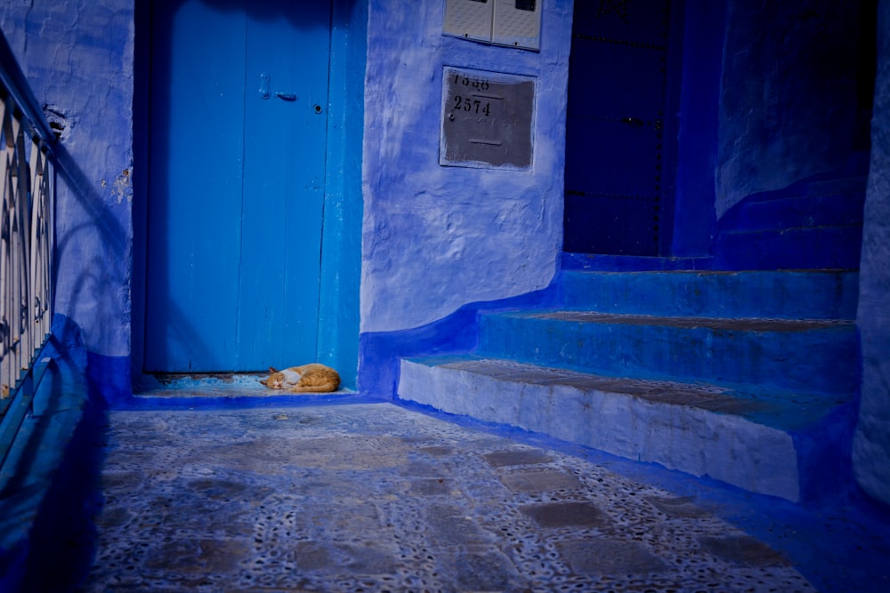 a cat sleeping on the ground in front of a blue building