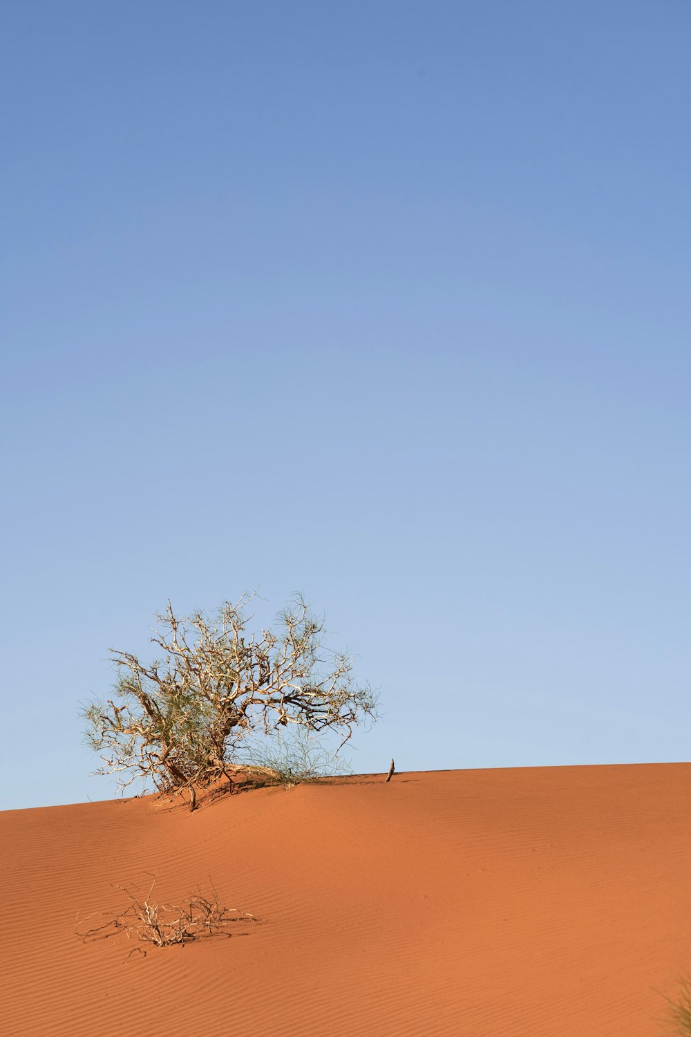 a lone tree in the middle of a desert