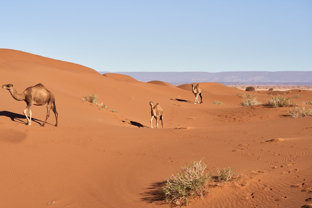a couple of camels that are walking in the sand