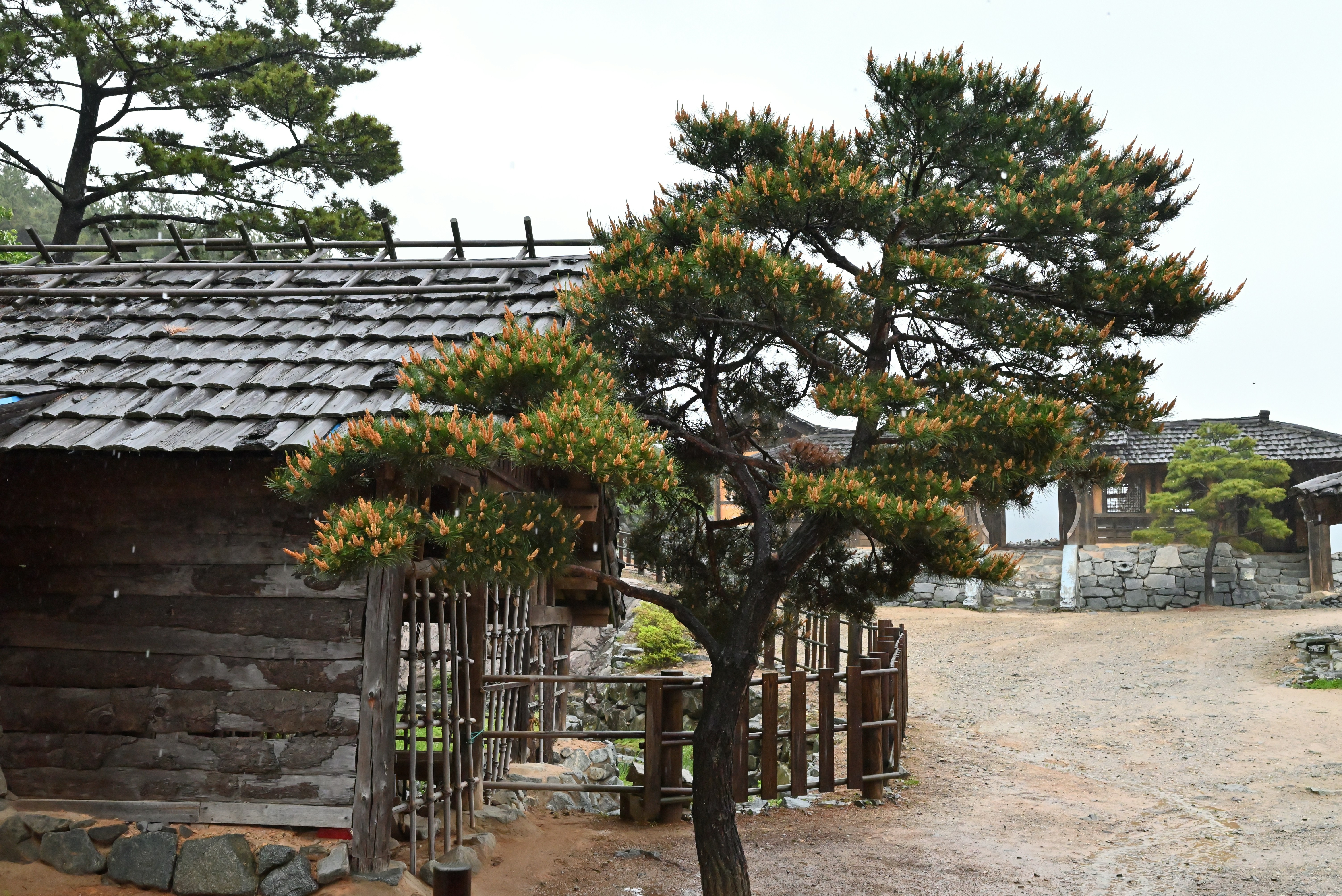 A small building with a tree in front of it photo – Free Animal Image ...