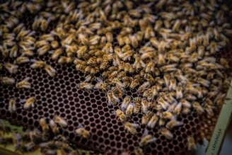 a bunch of bees that are in a beehive