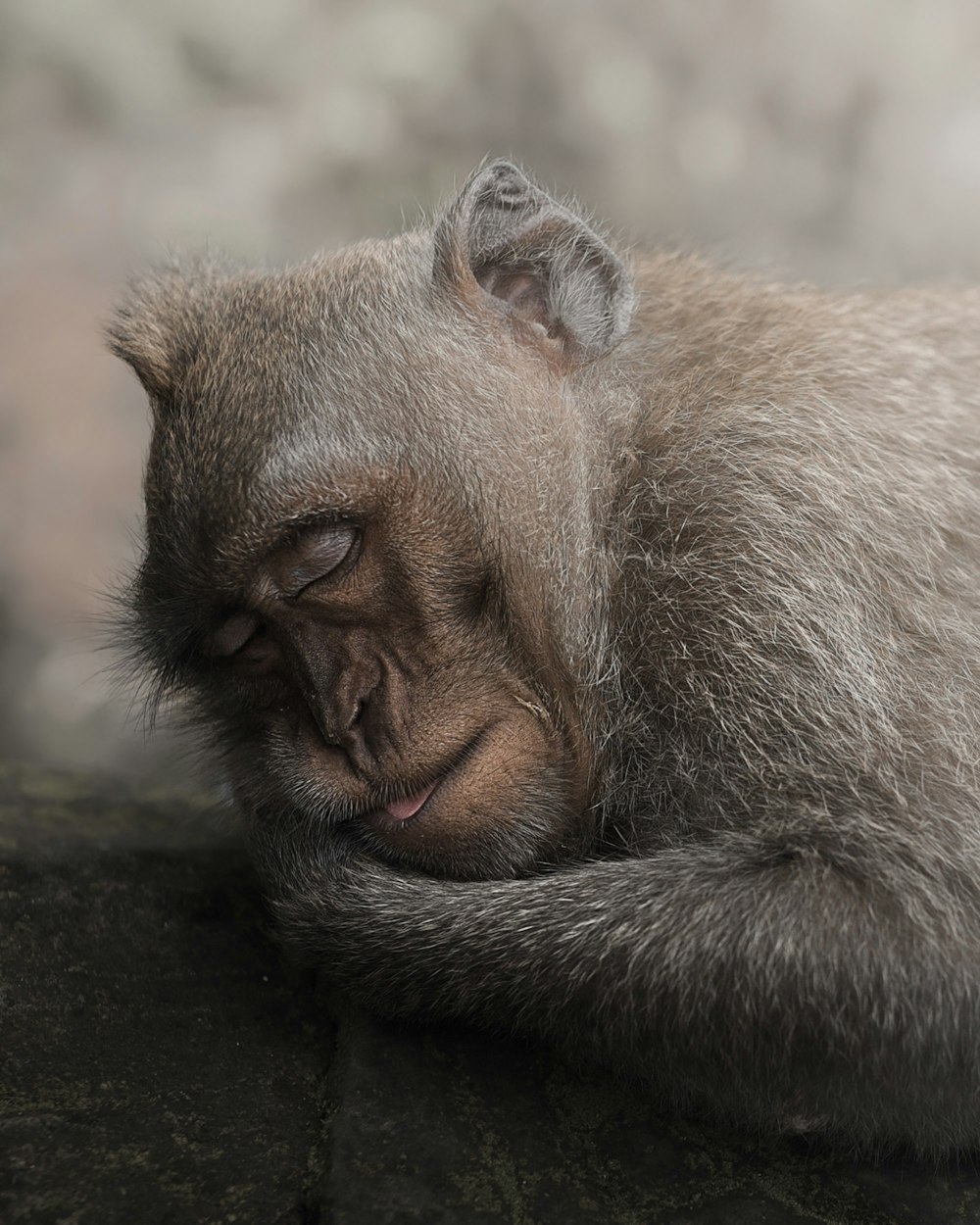 a close up of a monkey laying on a rock