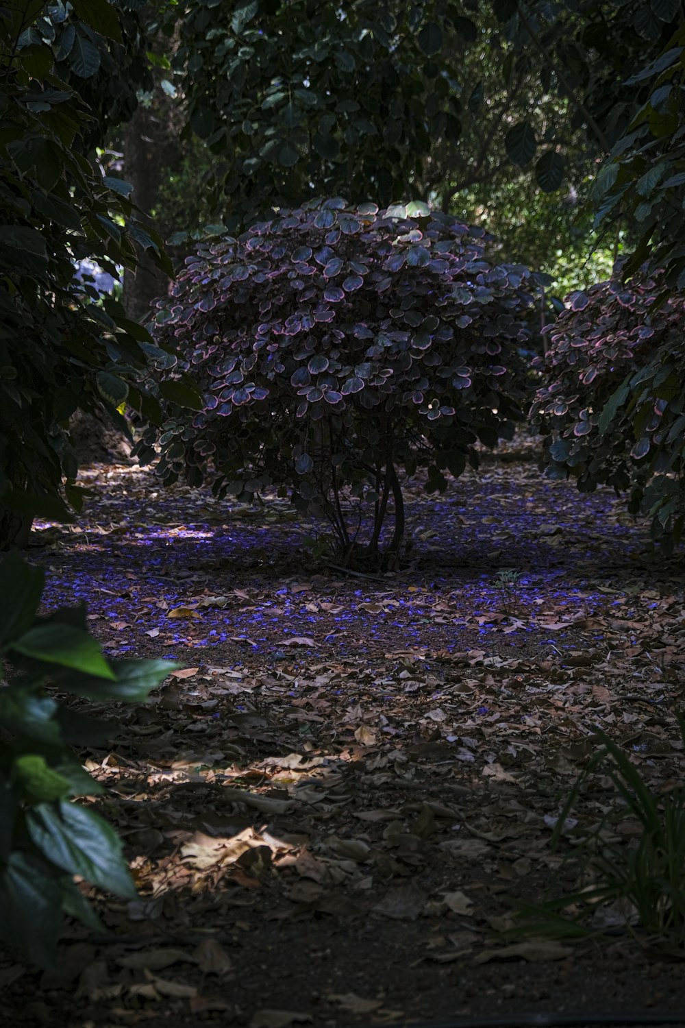 a path in the middle of a forest filled with purple flowers