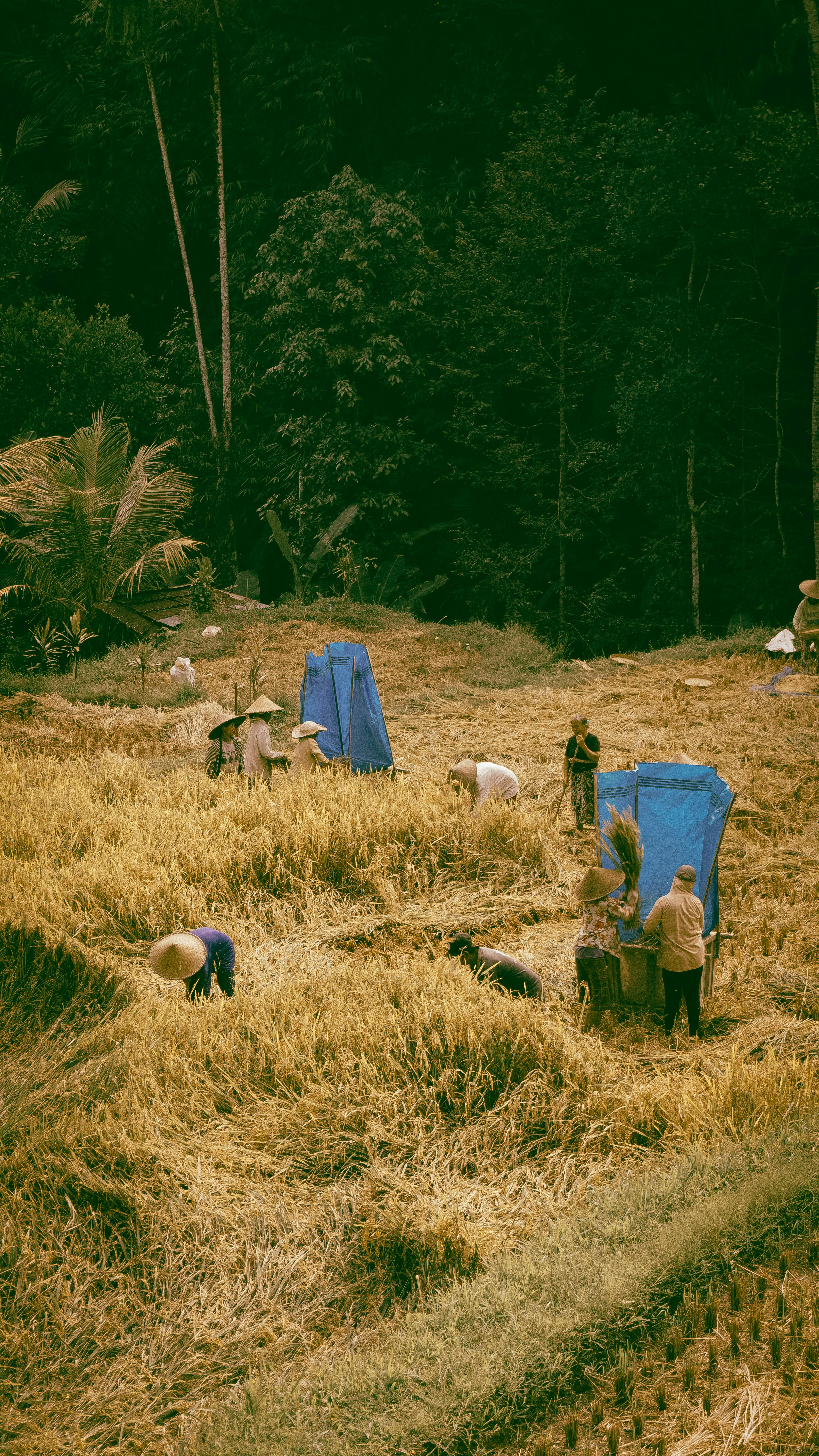 a herd of sheep grazing on a dry grass field