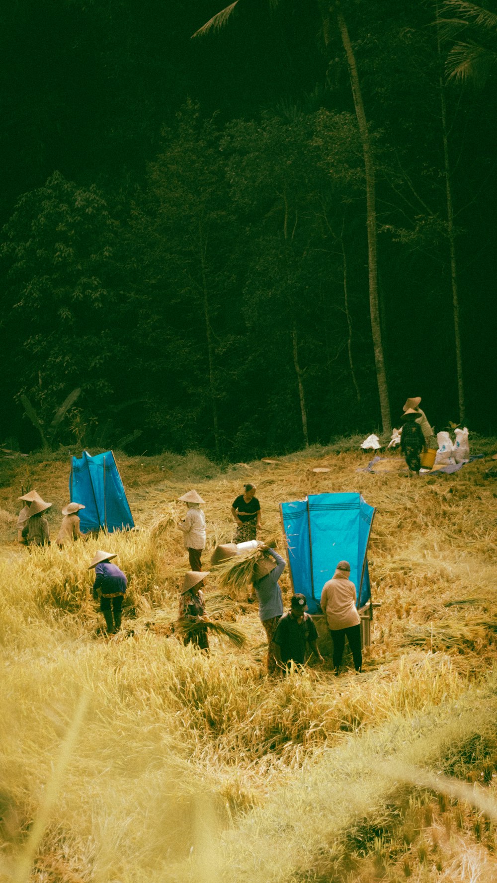a group of people sitting in a field next to a forest