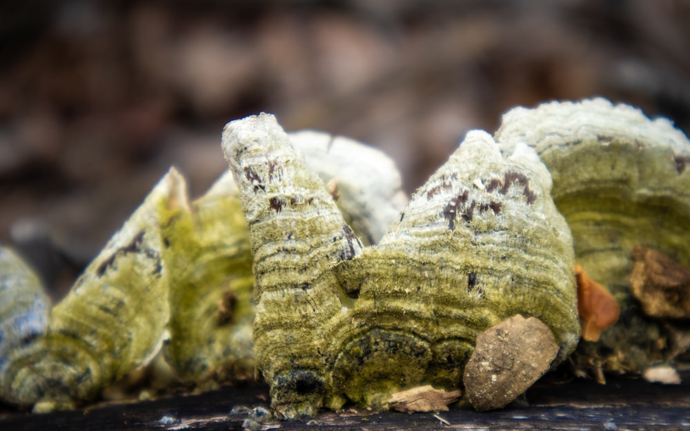 a close up of a group of green plants