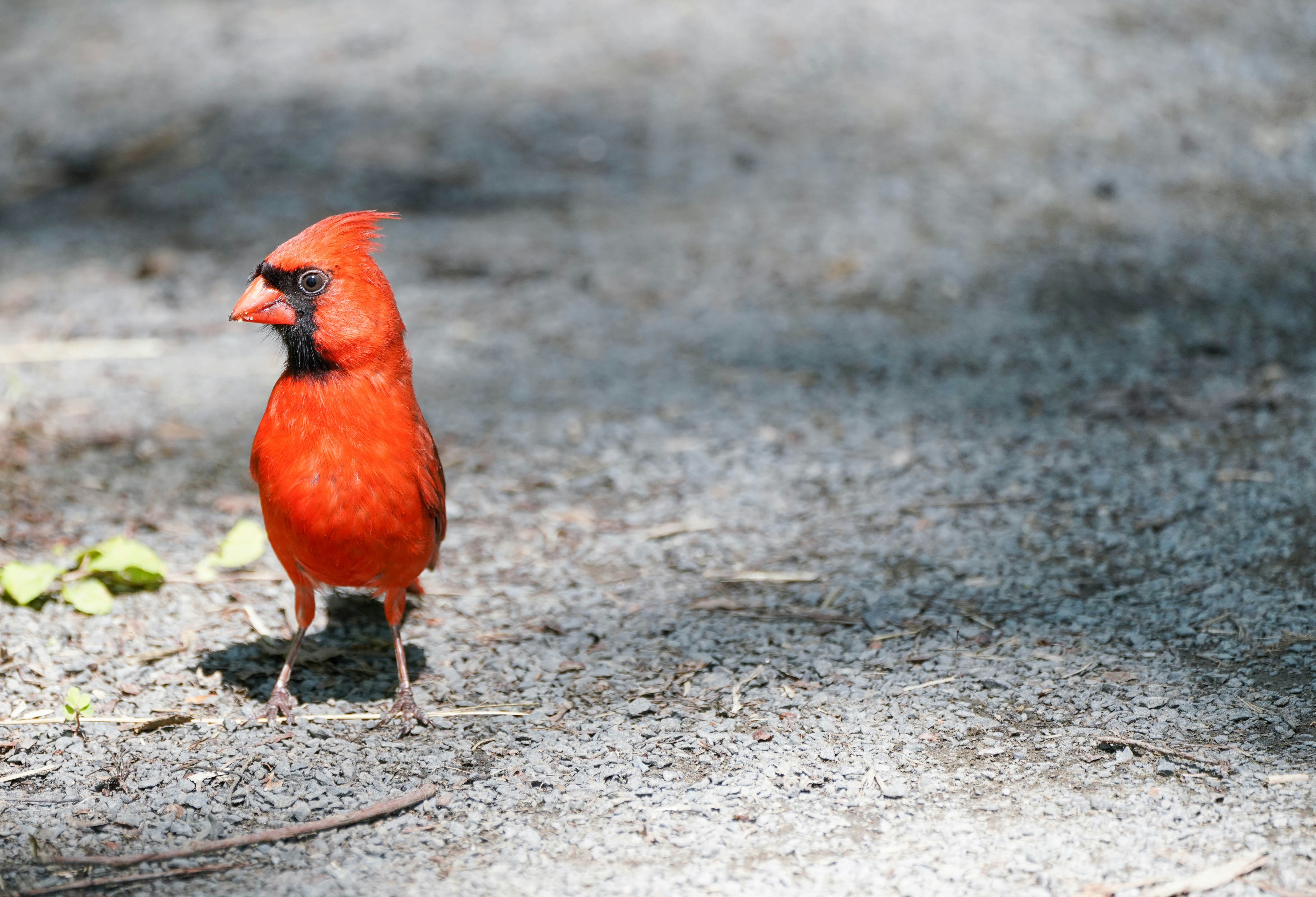 un petit oiseau rouge debout sur le sol