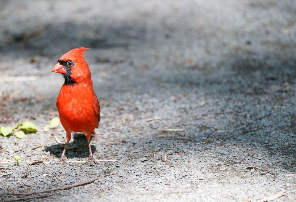 a small red bird standing on the ground