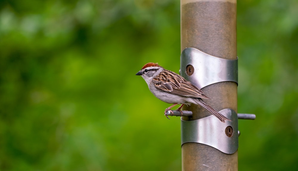 a small bird perched on a metal pole