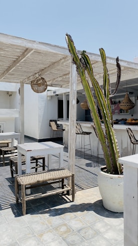 An outdoor café area features rustic wooden tables and benches under a light wooden pergola. A large cactus in a white pot is prominently placed in the foreground. Woven wicker light fixtures hang from the pergola roof, with high stools placed at a nearby bar.