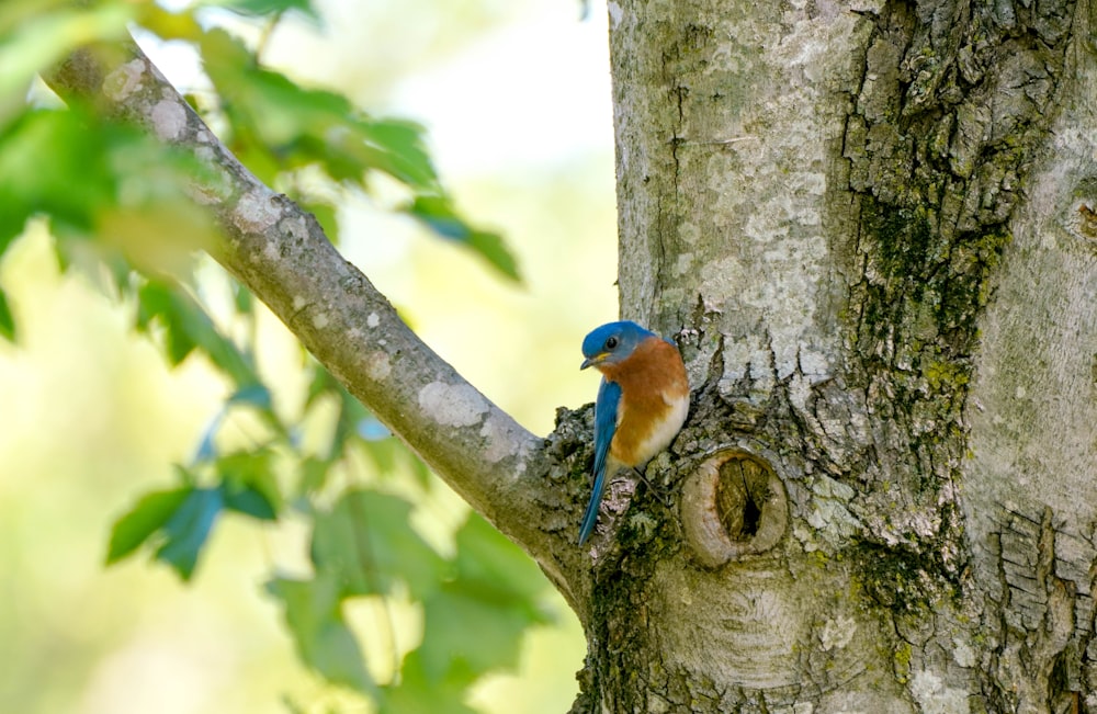 a small blue bird perched on the side of a tree