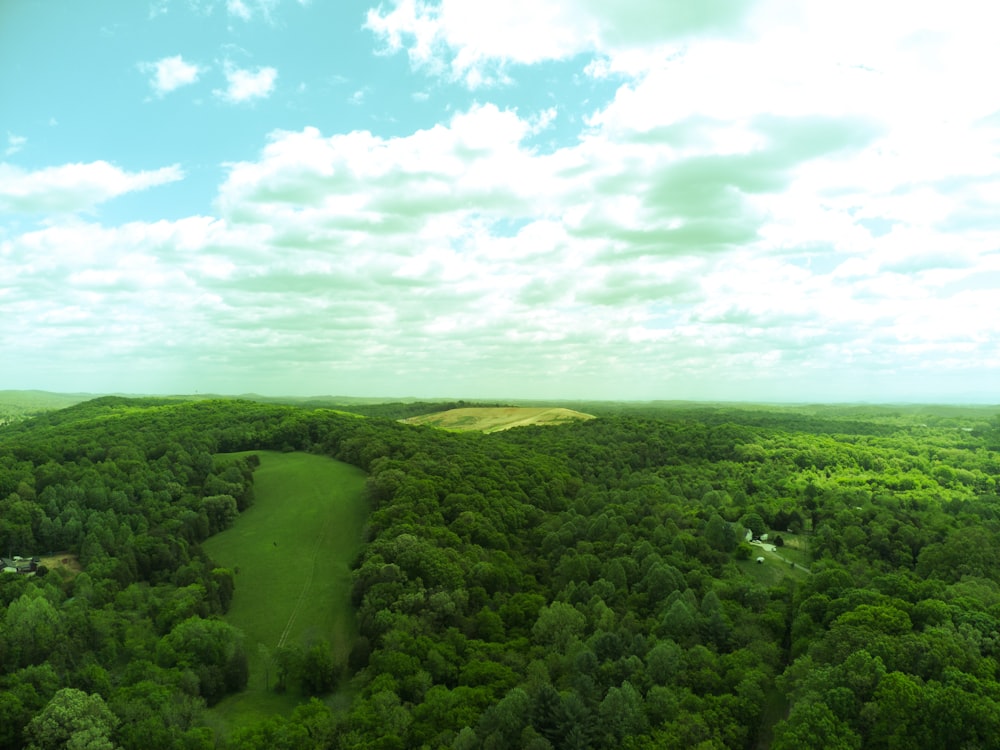 an aerial view of a lush green forest