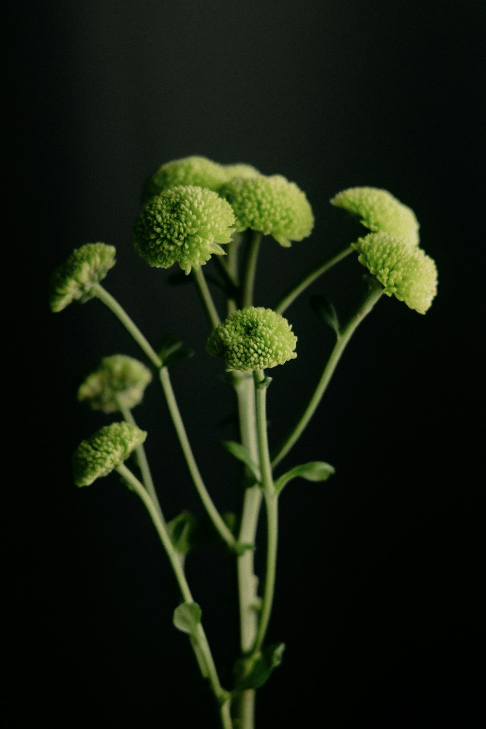 Un primo piano di un fiore verde su uno sfondo nero