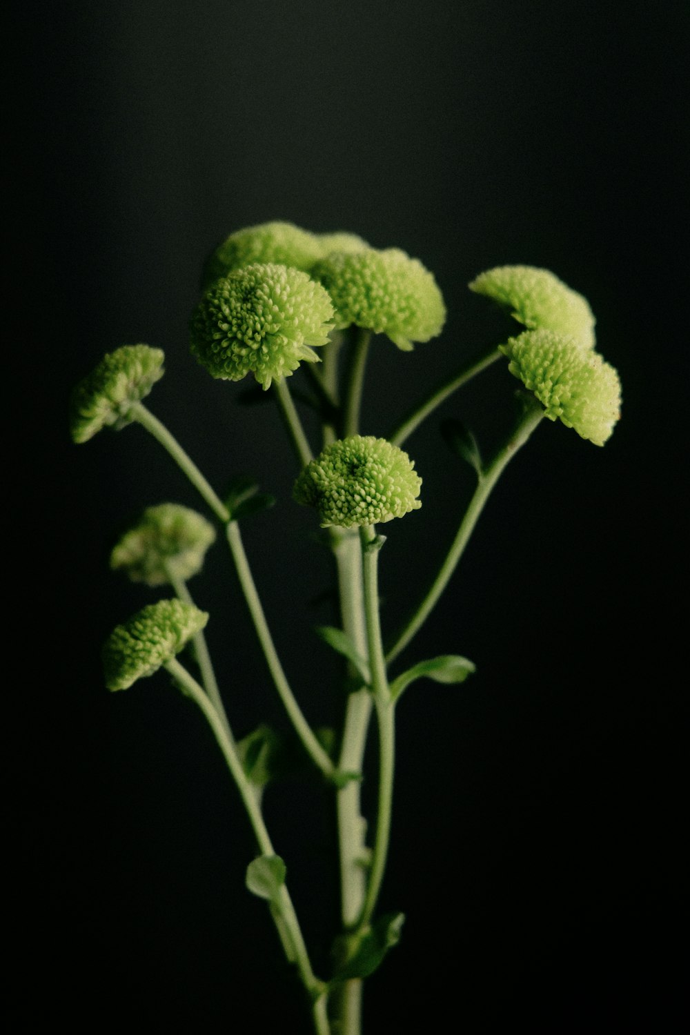 a close up of a green flower on a black background