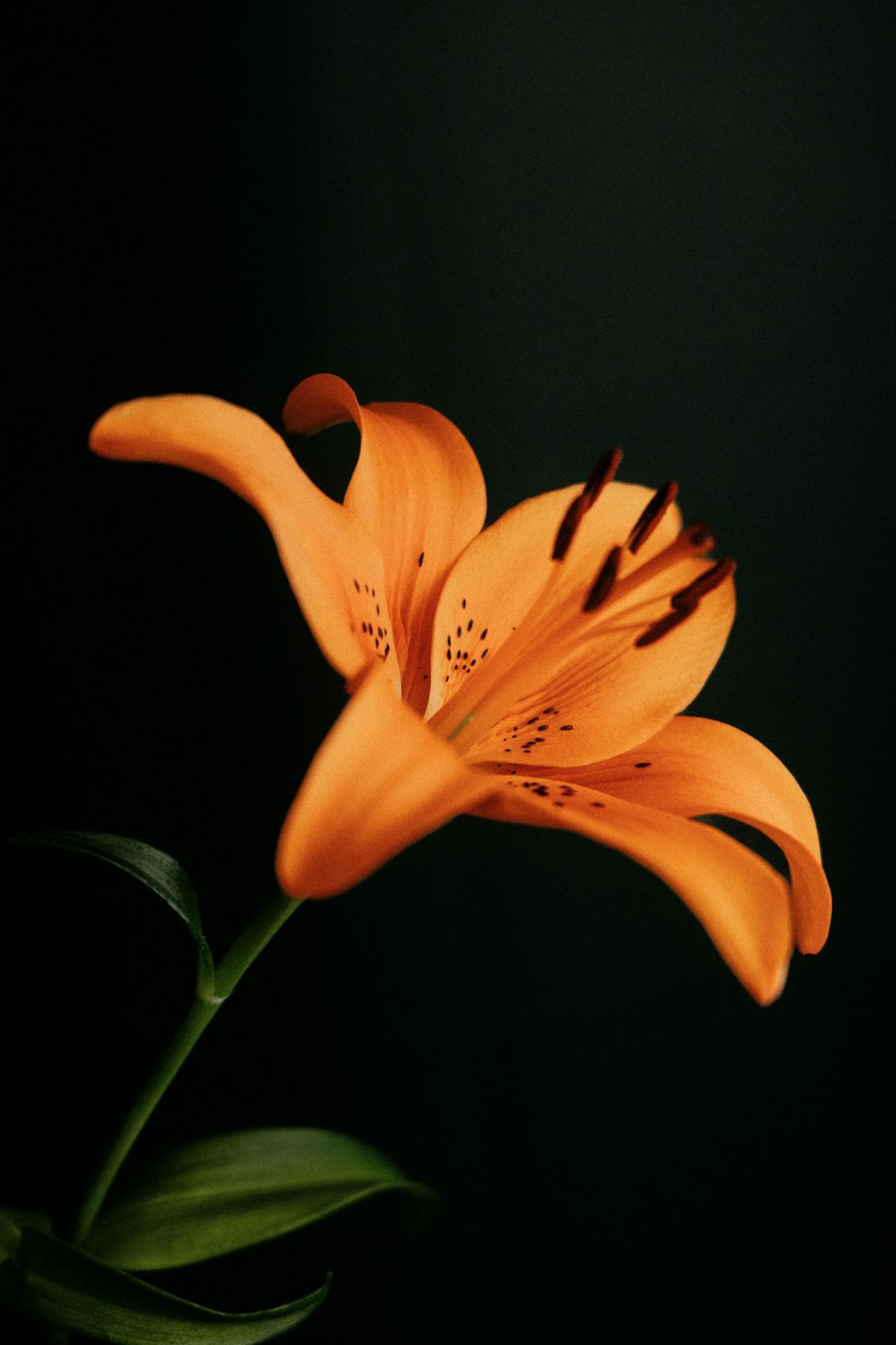 a close up of a flower on a black background