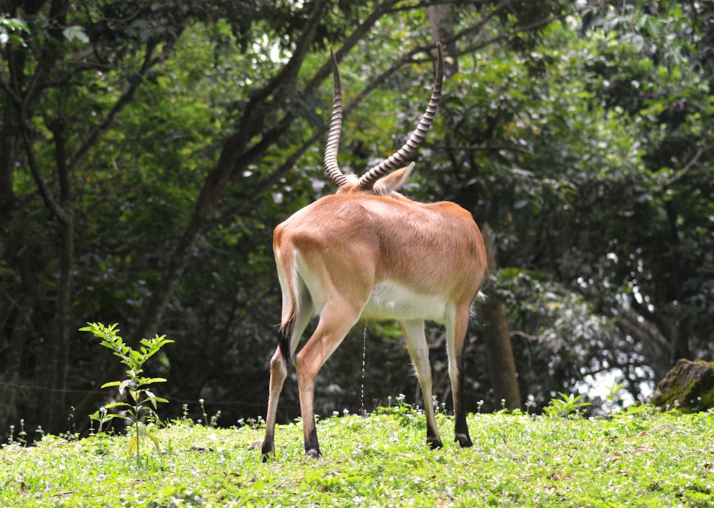 an antelope standing in a grassy area with trees in the background