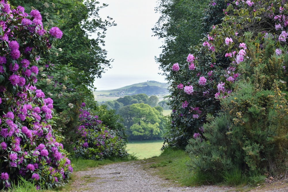 a dirt road surrounded by trees and purple flowers