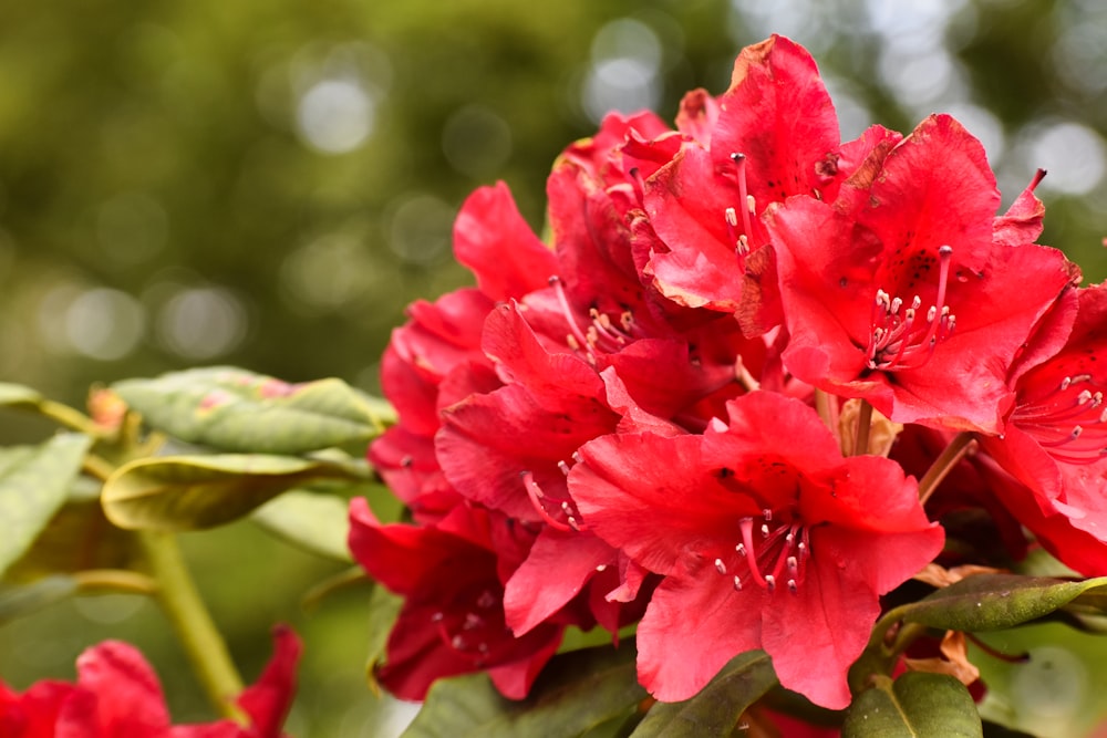 a close up of a red flower on a tree