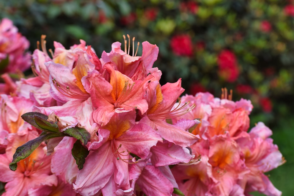 a bunch of pink flowers in a garden