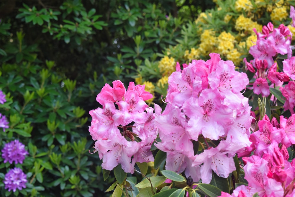 a garden filled with lots of pink and purple flowers