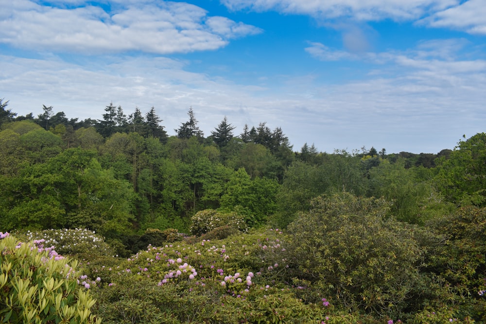 a lush green forest filled with lots of trees