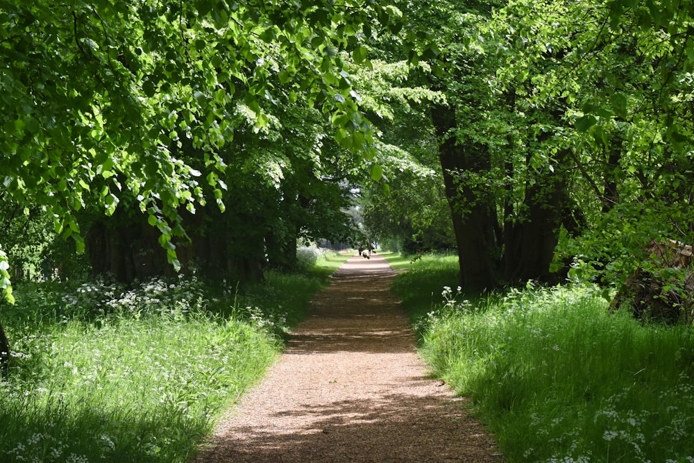 a dirt road surrounded by trees and grass