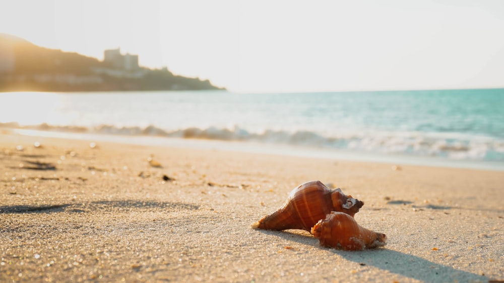two seashells on a sandy beach with the ocean in the background
