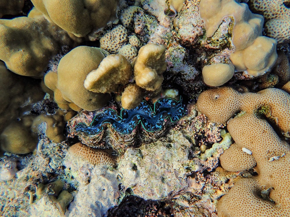 a close up of a sea anemone on a coral reef