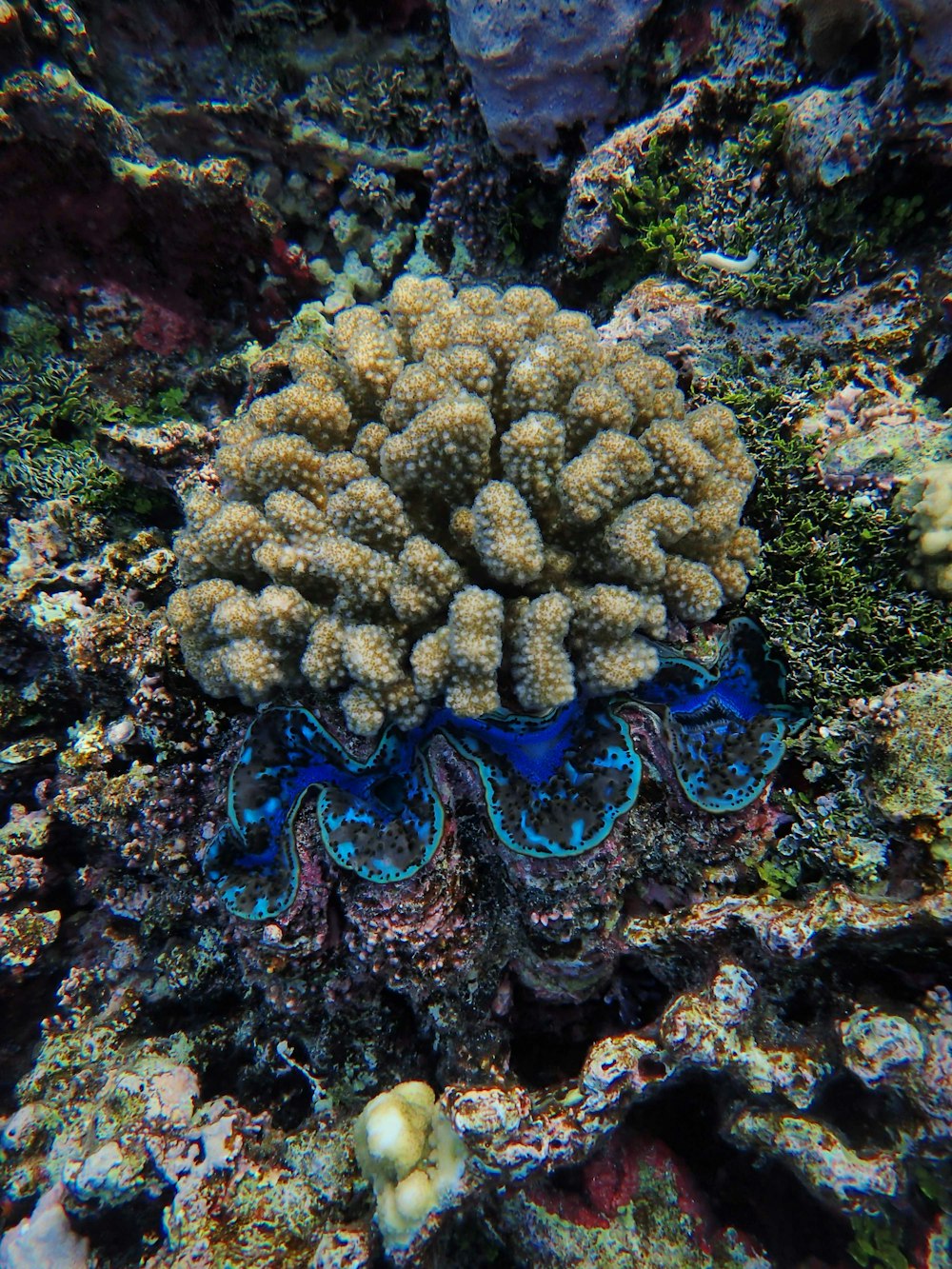 a blue and white sea anemone on a coral reef