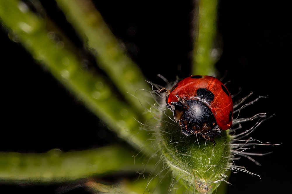 a close up of a lady bug on a plant