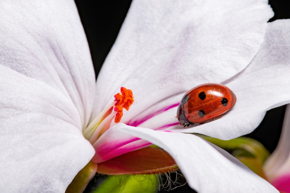 una coccinella seduta sopra un fiore bianco