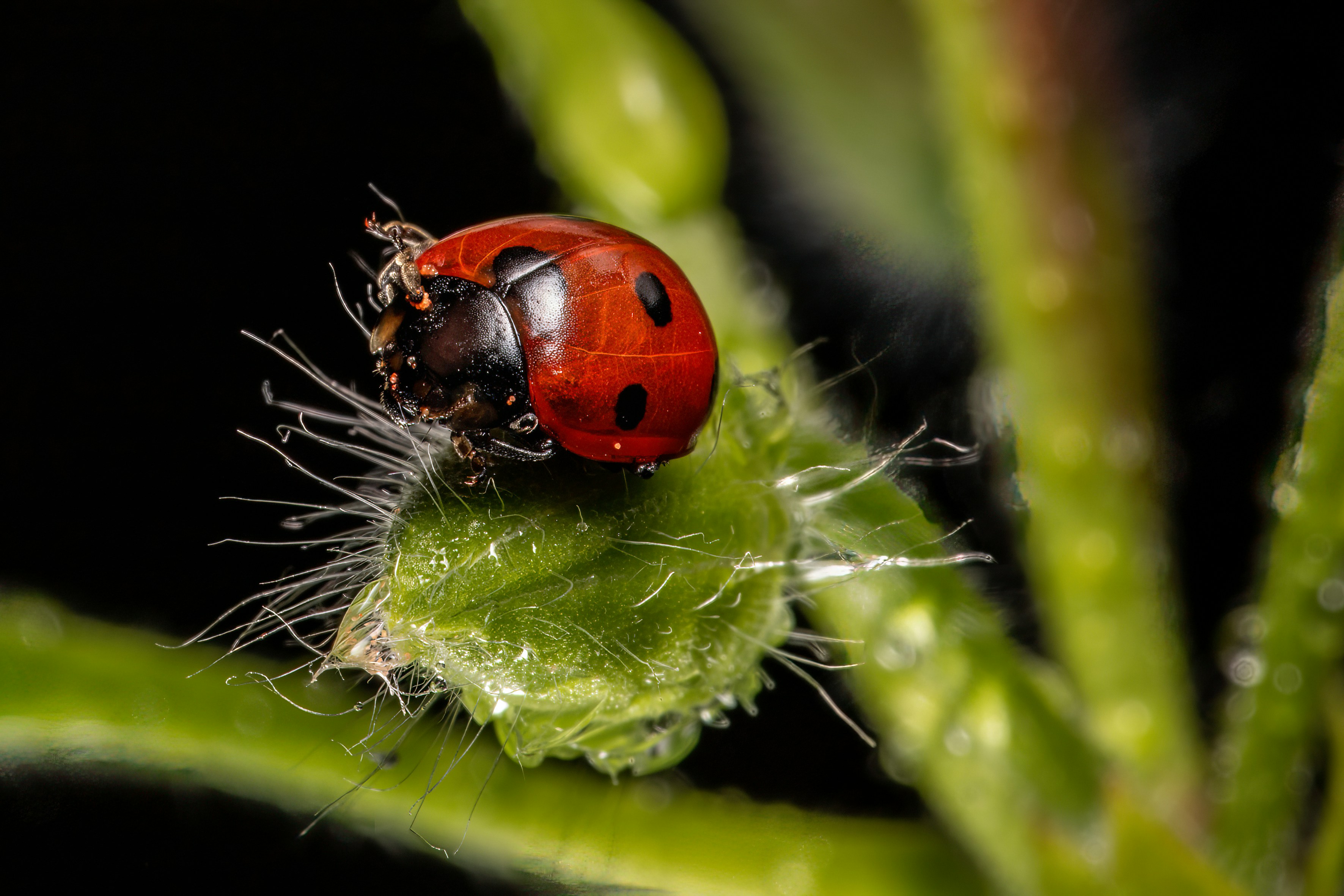 Photo by jddartphotographer