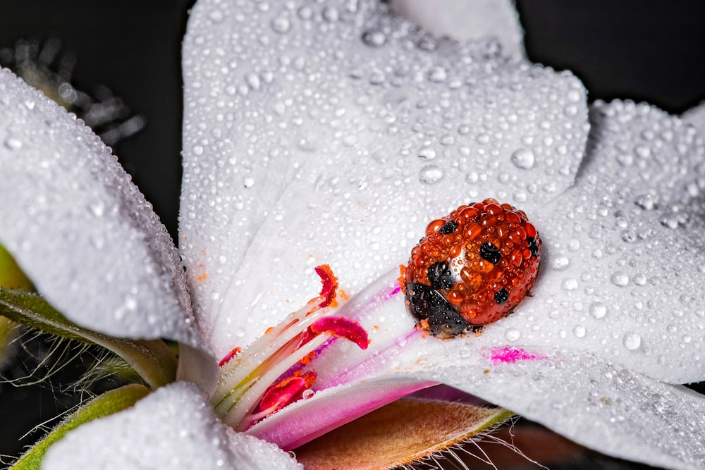 um close up de uma flor com gotas de água sobre ela