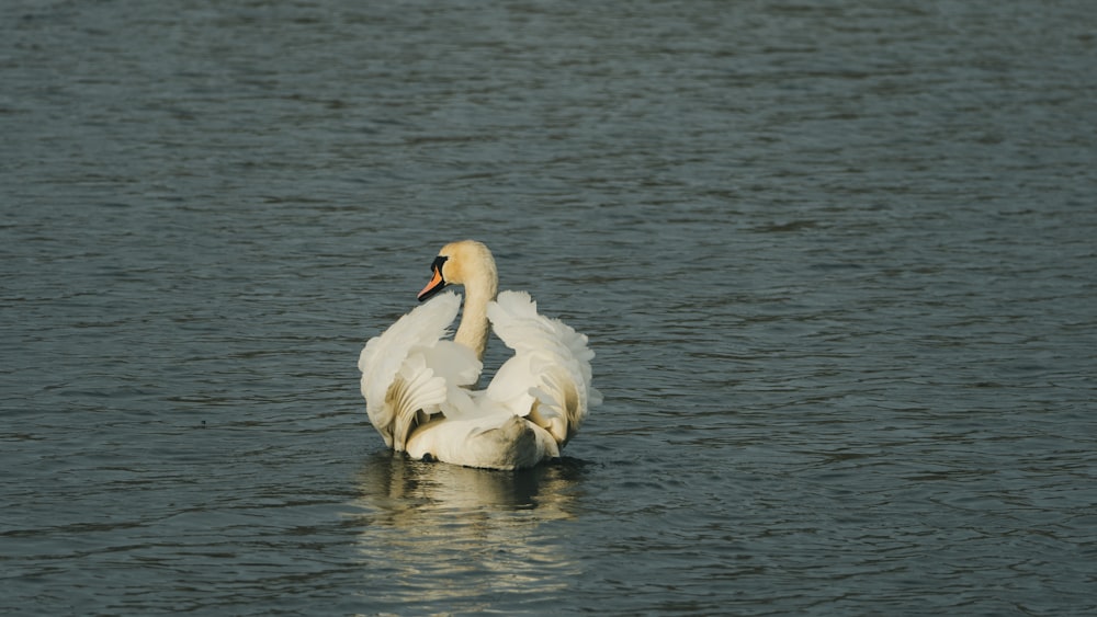 a large white swan floating on top of a lake