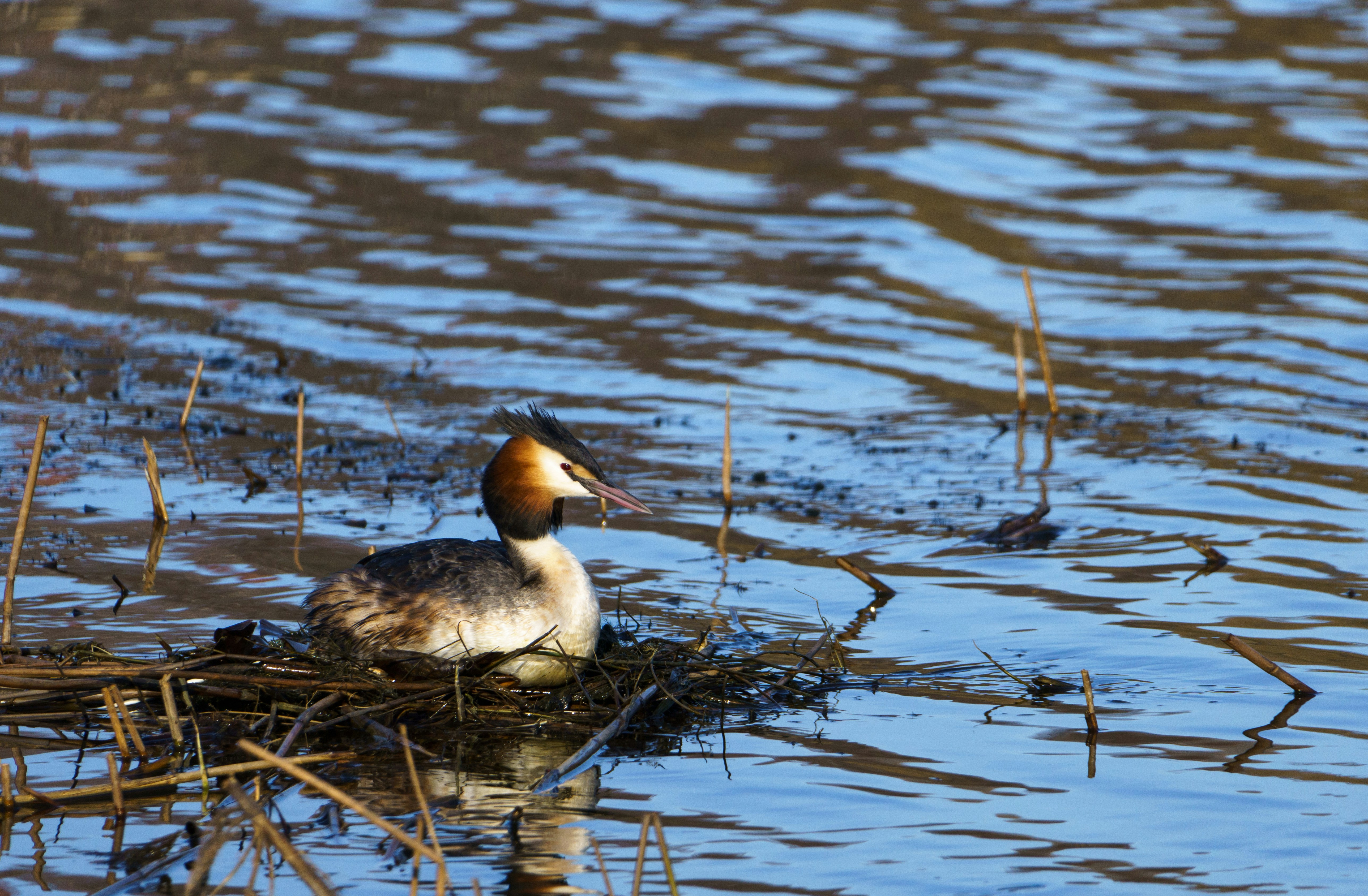 eine Ente, die auf einem Nest im Wasser sitzt