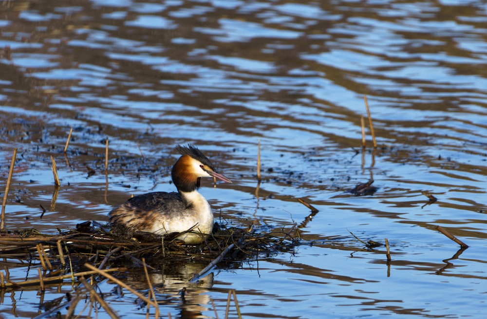 a duck sitting on top of a nest in the water