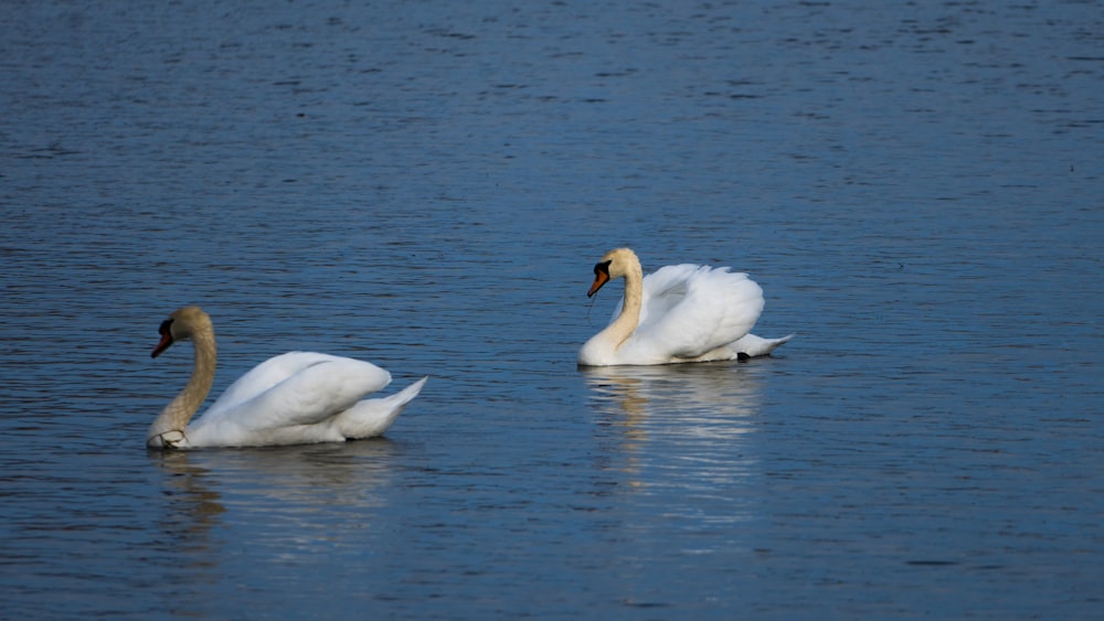 two swans swimming in a body of water