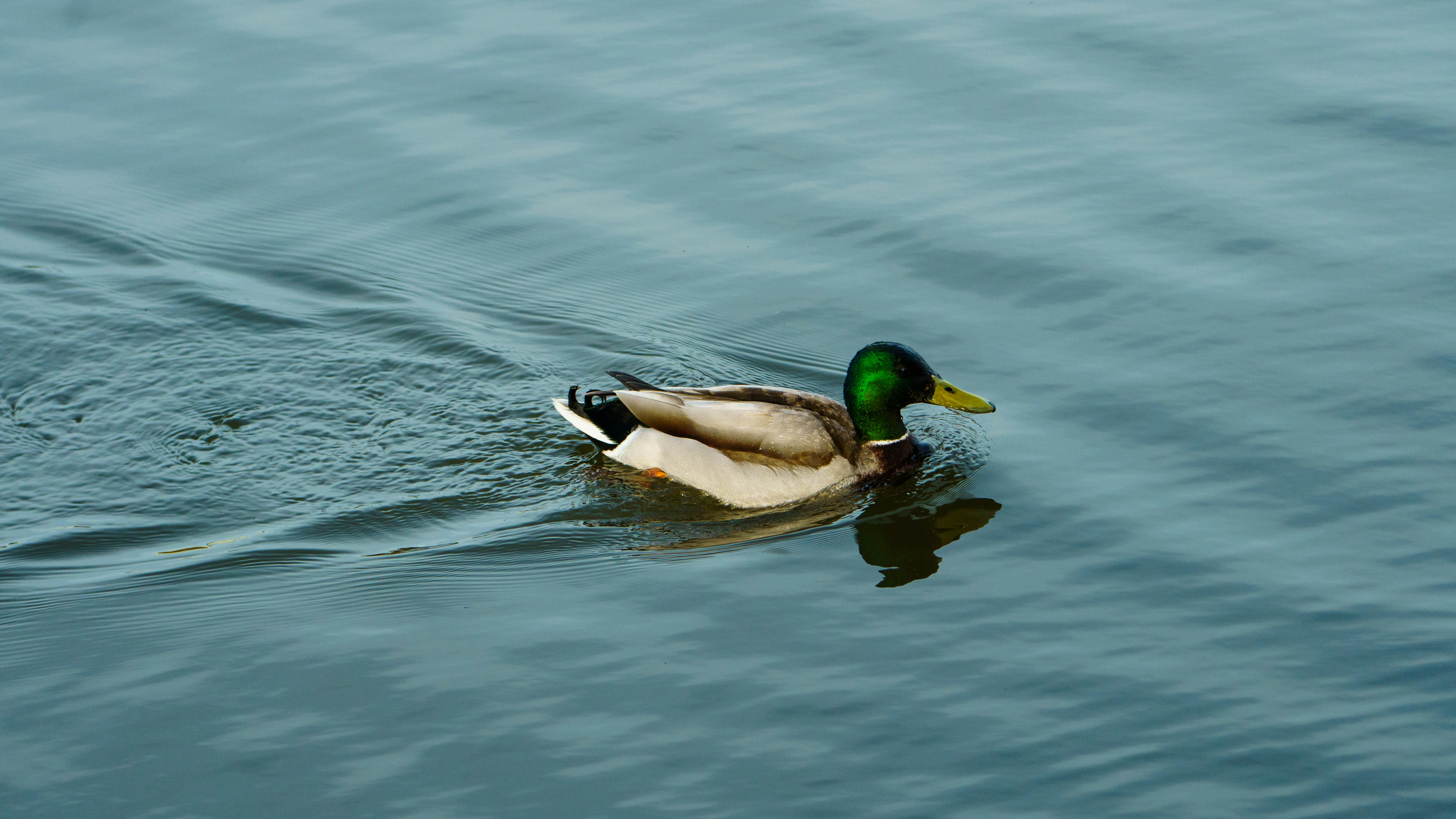 Photo by anantiscrawling