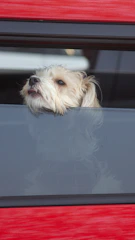 A vehicle equipped for pet transport with a dog looking out the window