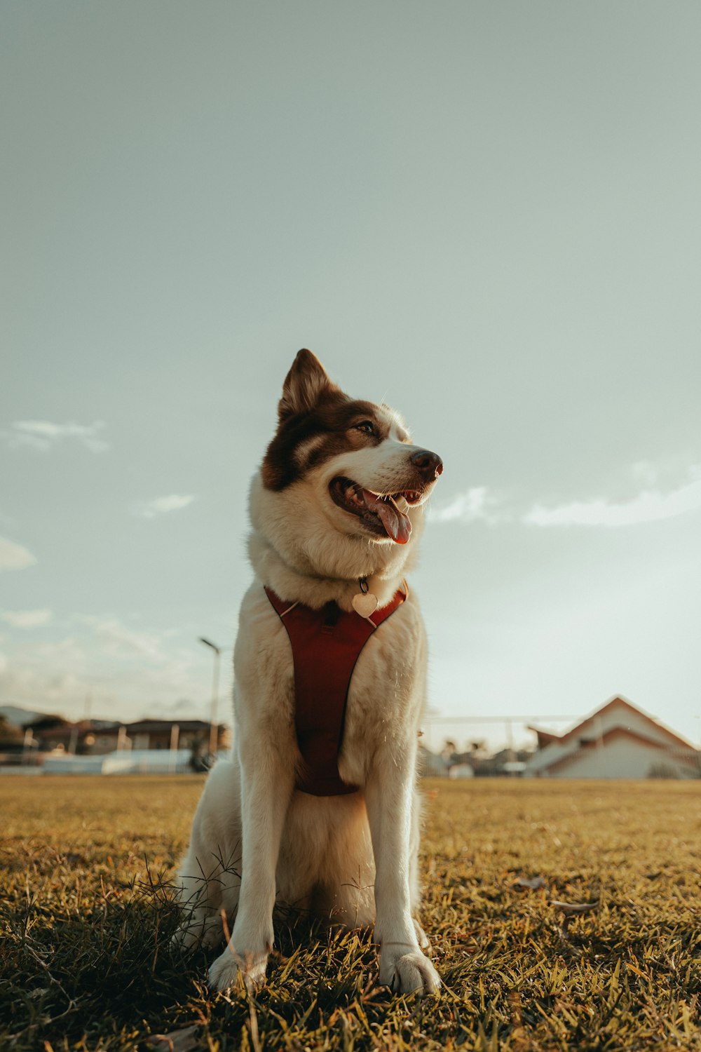 a white and brown dog sitting on top of a grass covered field