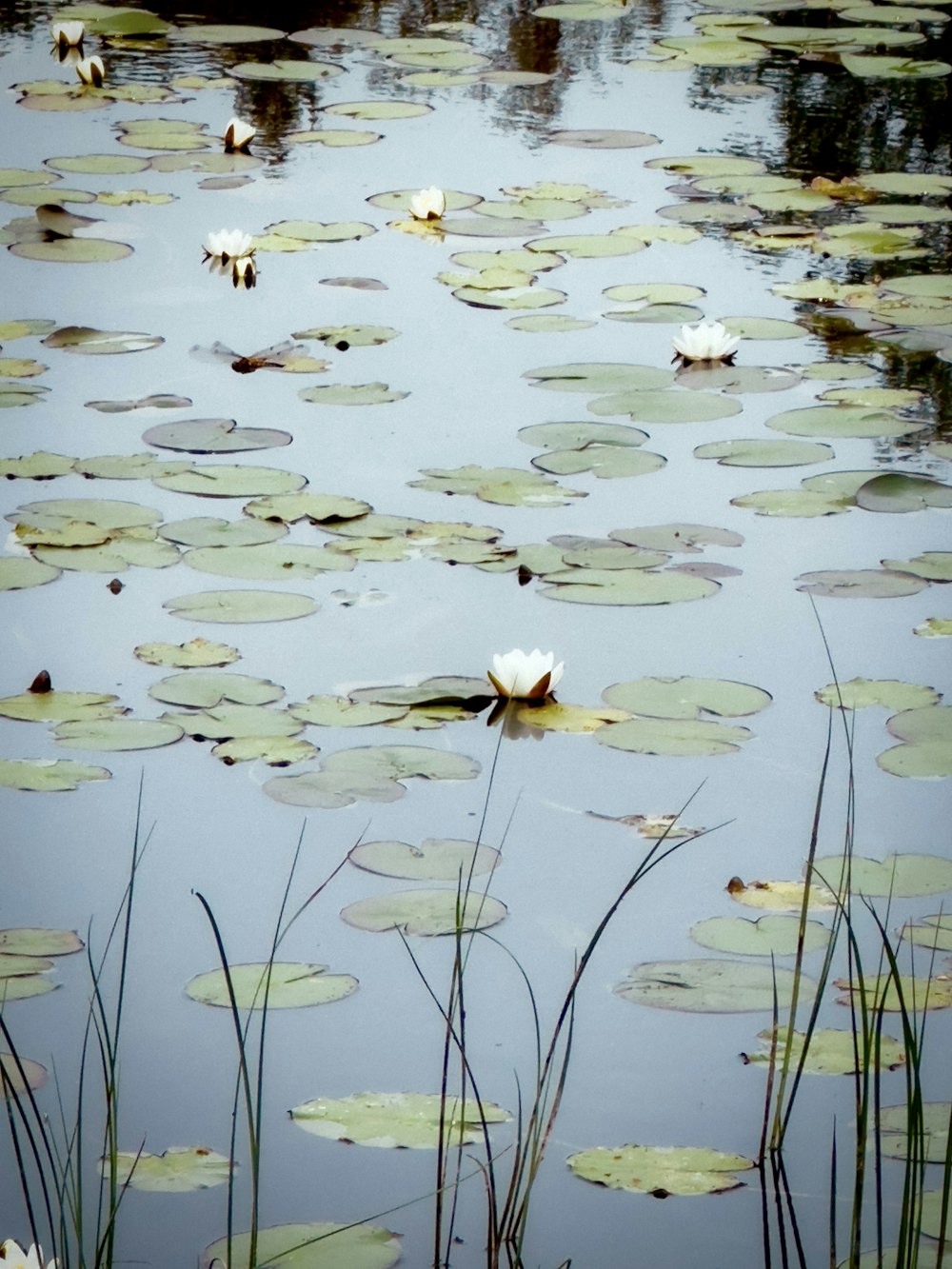 water lilies are floating on the surface of a pond