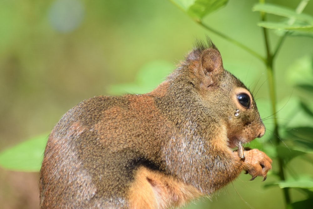 a squirrel eating a piece of food on a tree branch