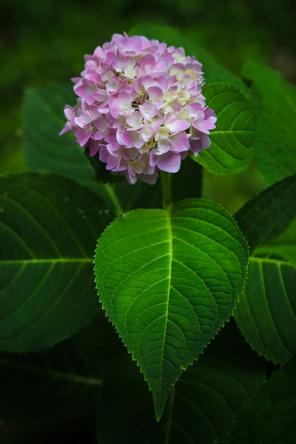 a pink and white flower with green leaves